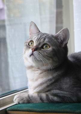 4240 Baobao, the Angel