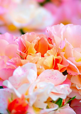 Adorable Pink Rose Flowers