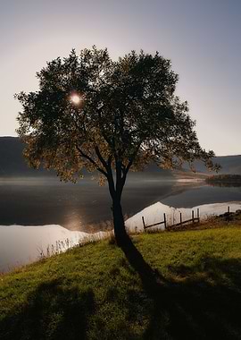 Tree by the lakeside