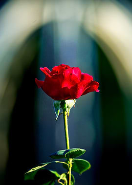 Bless You Red Rose Flower