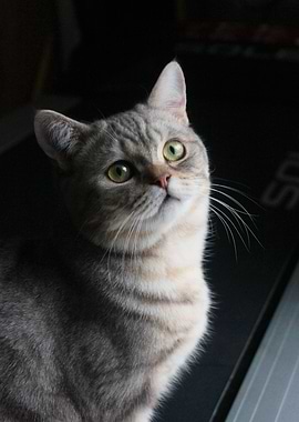 6519 Baobao, the Angel