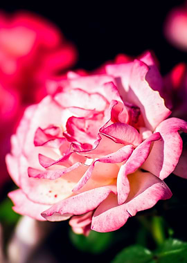 Sunlit Pink And Red Roses