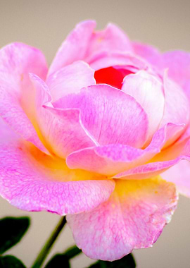 Stunning Pink Rose Flower
