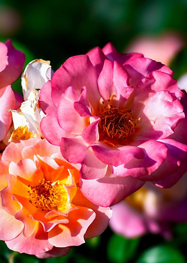 Pink Yellow Rose Flowers