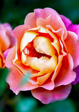 Two Rose Flowers On Green