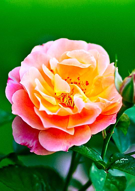 Chic Rose Flower On Green