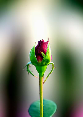Rose Bud In Heavenly Light