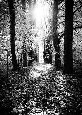 Nature in black and white