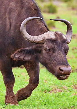 Waterbuffalo 9795