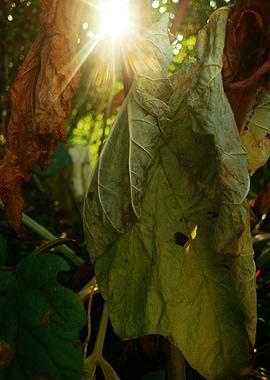 Sunlight coming through