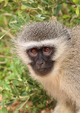 Vevet Monkey 647
