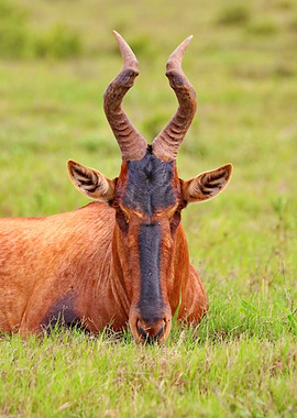 Red Hartebeest 629
