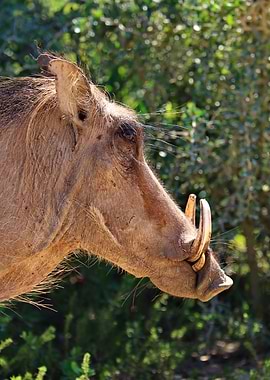 Warthog Portrait 8848