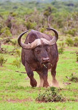 Waterbuffalo 9782