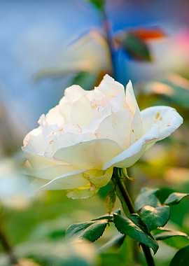 Sunlit White Rose Flower