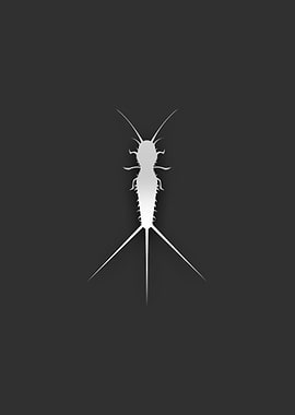 Silverfish
