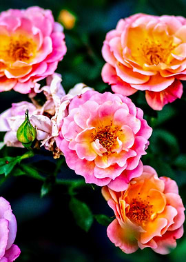 Pink Rose Flowers On Green