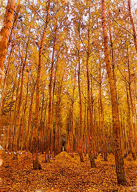 Boardman Autumn Vibes