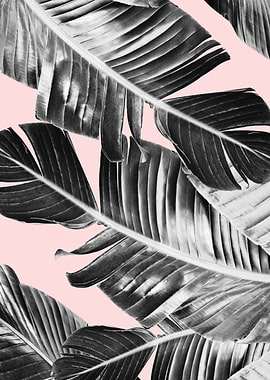 Blush Banana Leaves 7