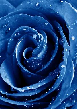 Blue Rose