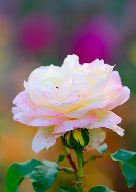 White Rose Red Freckles
