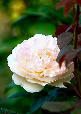 Beige Rose In The Garden