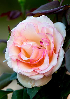 Cream And Pink Rose Flower