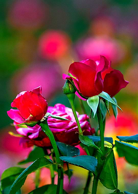 Three Red Rose Flowers