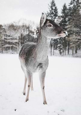 snow deer coate