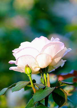 Sunlit White Rose Flower