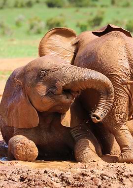 Two Babyelephants 366