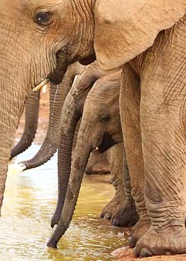 Elephants at waterhole 280