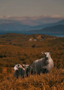 Counting sheep to the