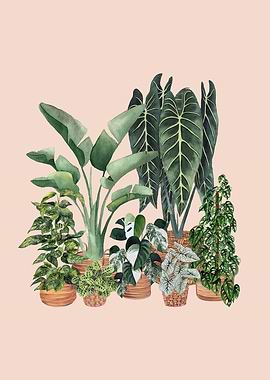 House plants 5