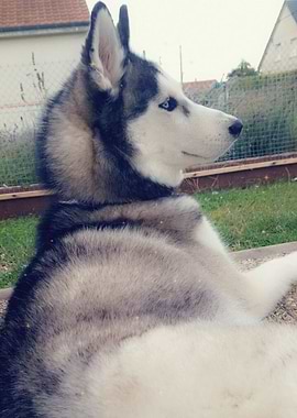 Siberian Husky Yuka