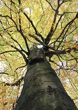Treetop from Below