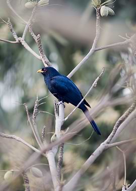 Male Indian Koel