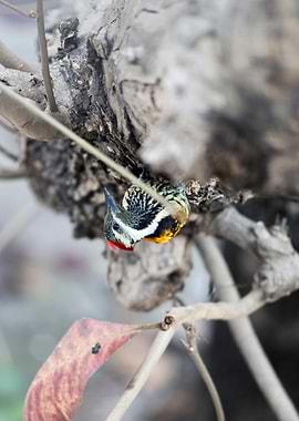 Black Rumped Flameback