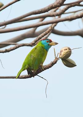 Blue Throated Barbet
