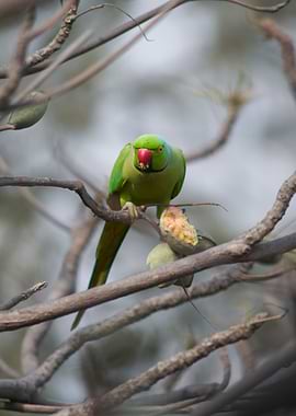 Rose Ringed Parakeet