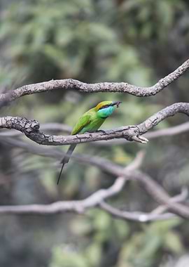 Green Bee Eater