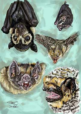 Bats