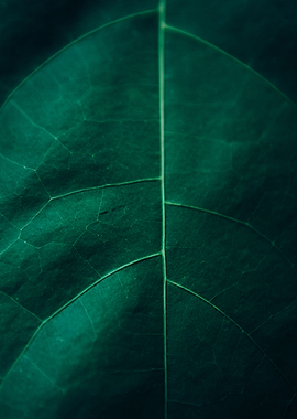 Zurich Botanical Garden