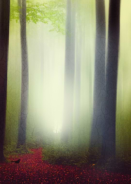 Dreamy Woods