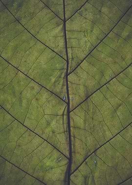 Green leaf