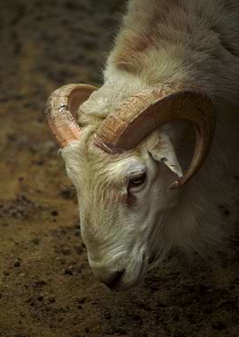 Ram Sheep II