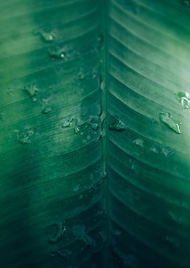 Zurich Botanical Garden
