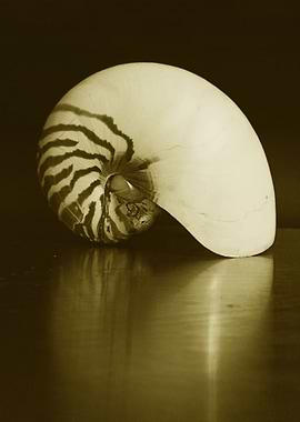 Seashell Series No 2