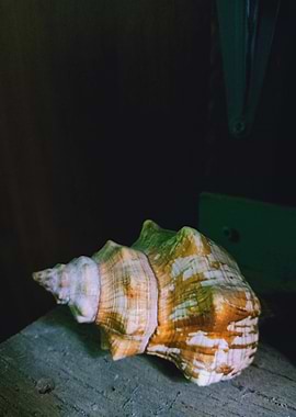 Seashell Series No 6