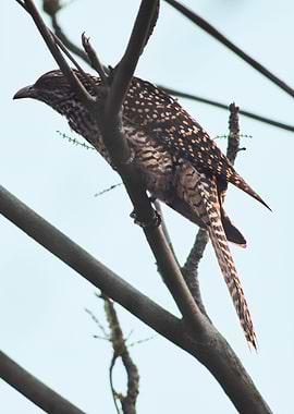 Female Indian Koel
